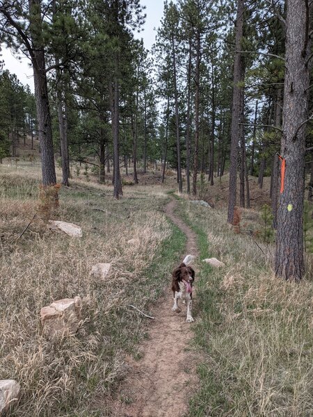 Just past the powerlines, Calf is singletrack, it merges with the 2 track then splits off again. Stay right, or follow the dog he knows