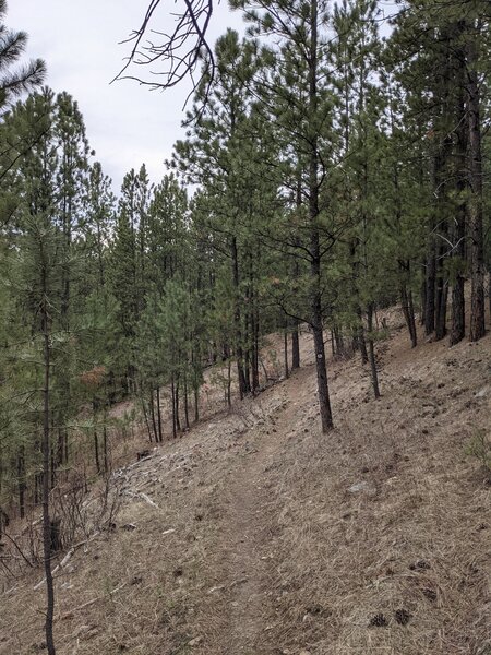 Salt Creek, fun singletrack.