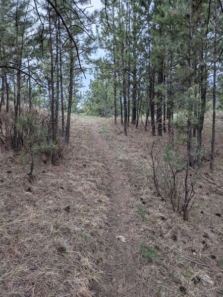 Salt Creek trail