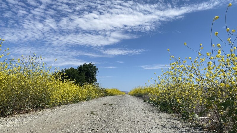 Yellow Mustard framing the trail