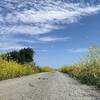 Yellow Mustard framing the trail