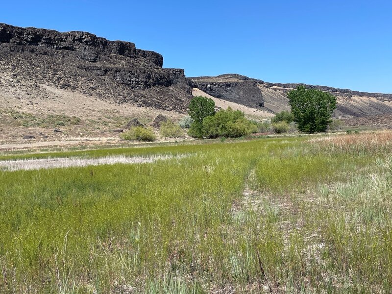 "Wetlands" in late spring