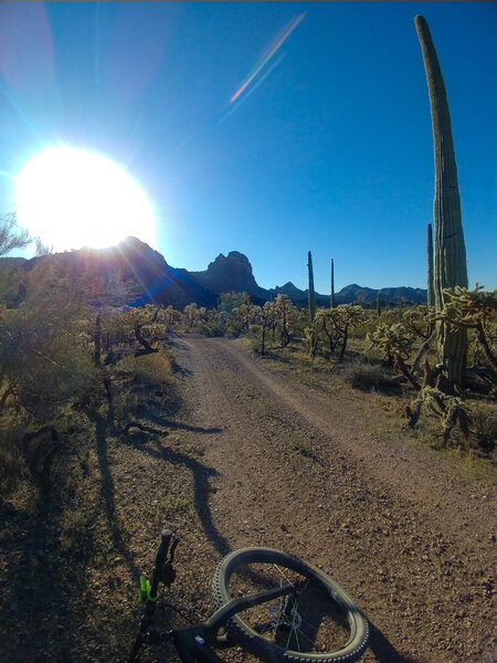 Looking into the cholla (Chain-fruit Cholla) cactus forest on Char's Trail.