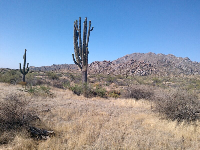 Large Saguaro Cactus