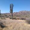 Large Saguaro Cactus