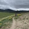 Wild flowers out on two dog.