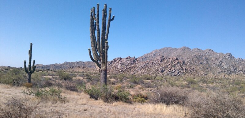 Saguaros