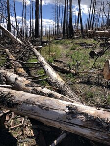 One of many fallen tree's.