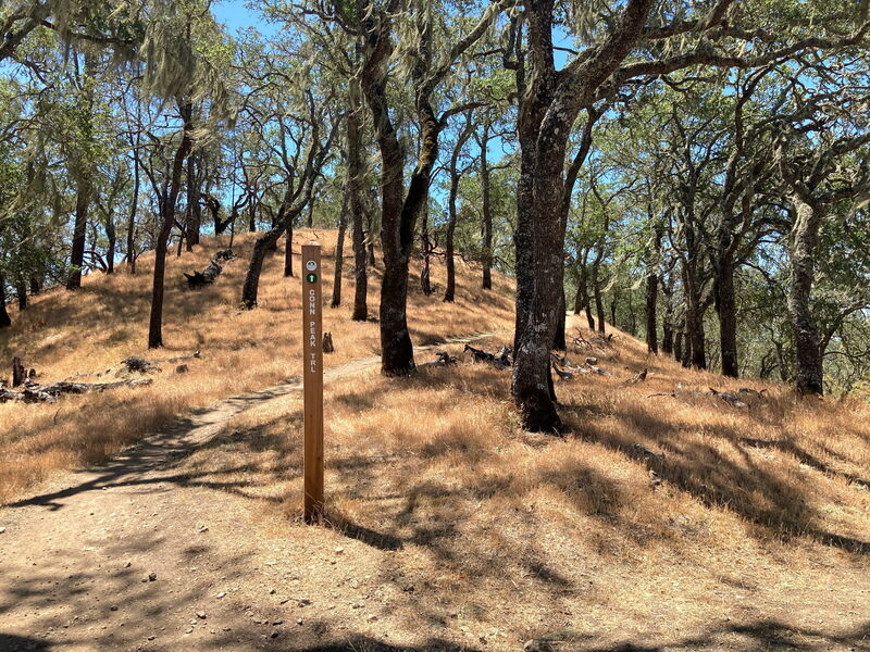 Junction of Conn Peak Trail and Alta Hennessy fire road