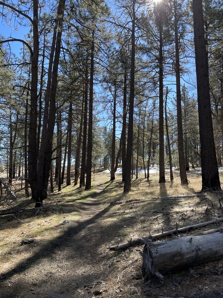 Singletrack through trees