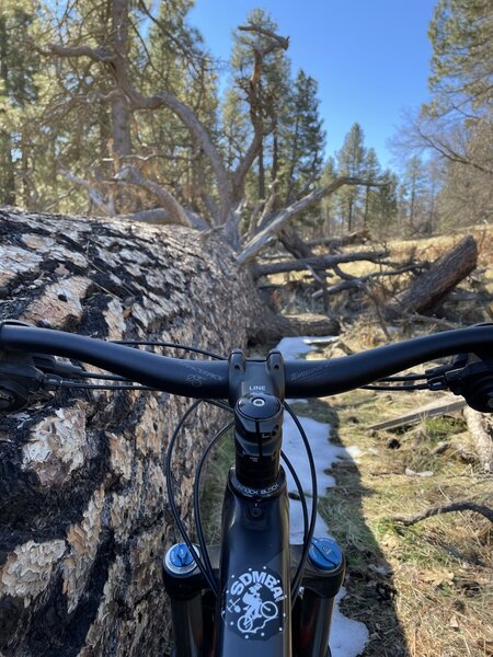 Huge fallen tree parallel to trail