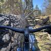 Huge fallen tree parallel to trail