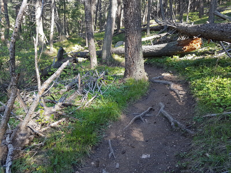 Those fallen trees are bigger than they look! Thankfully they missed the trail