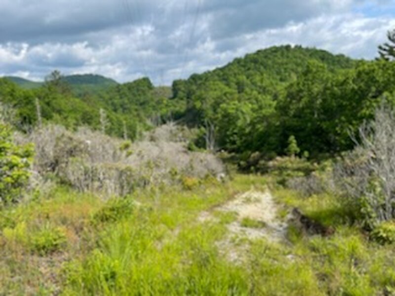 Flat Creek Connector Road  - in Powerline ROW just before turnoff to Flat Creek Trail