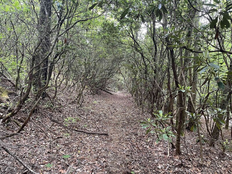 Initial section of Flat Rock Trail