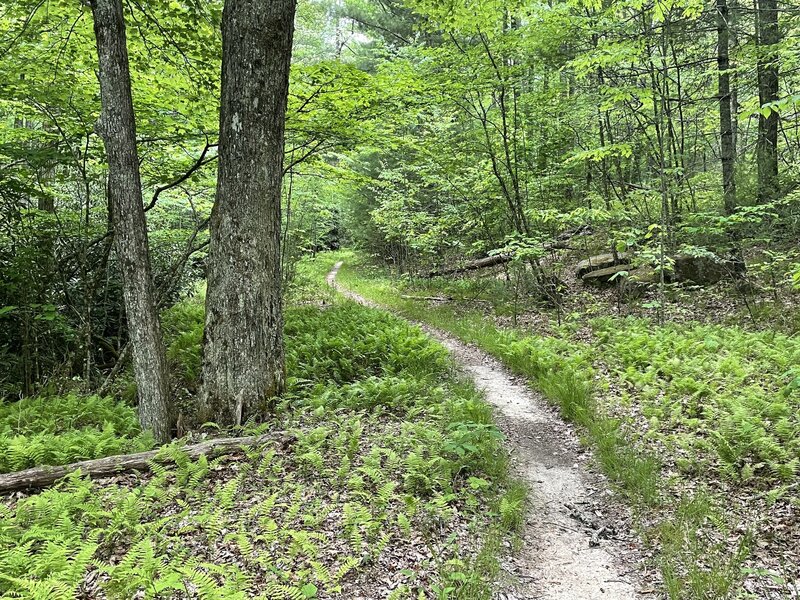 Relatively Easy way to get back to Panthertown valley trail