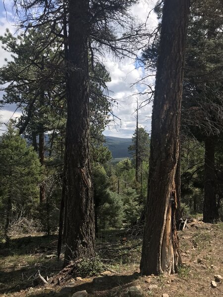 View towards Angel Fire from forest road, late summer.