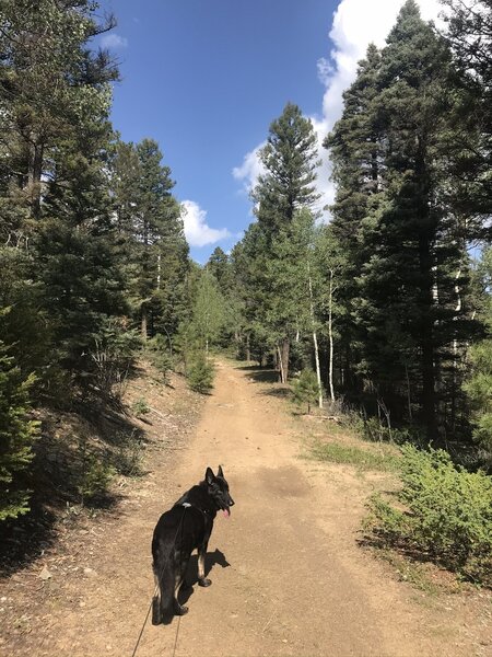Loki, 6yr old German shepherd enjoying the trail, on the forest service road, almost home!