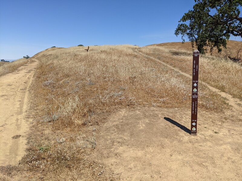 Junction 41, top of Pala Seca Trail. Antler Pt Trail to the right, and Cañada de Pala Trail to the left.