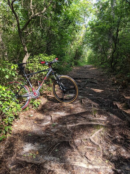 Fun downhill root section