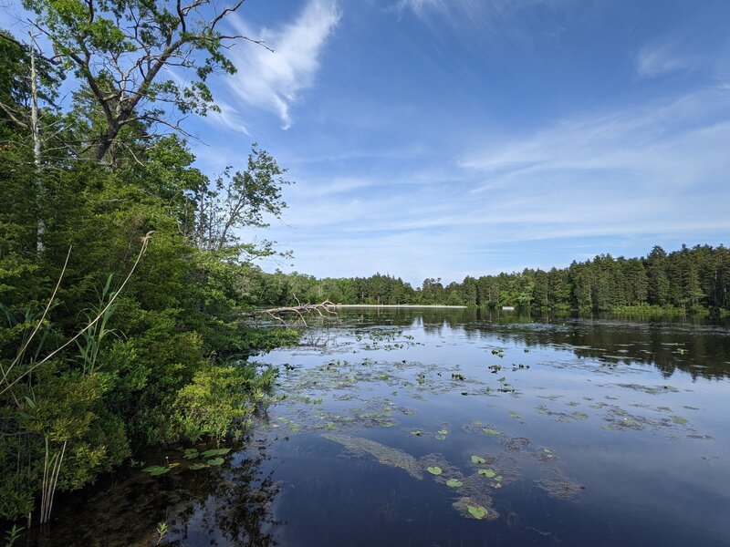 Vista of the Wells Mills Pond from the floating dock