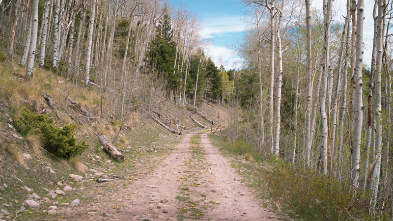 Riding through aspens to reach the end of Polvadera Road