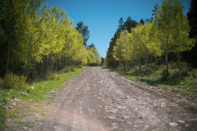 Riding through the aspens.