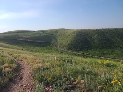 Wild flowers really coming on.