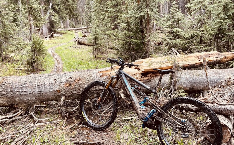 Just two of what was around 30 tree falls across the trail - struggle to get any rhythm in the forest sections because of these large trees blocking the trail (6/21/2021)..