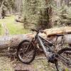 Just two of what was around 30 tree falls across the trail - struggle to get any rhythm in the forest sections because of these large trees blocking the trail (6/21/2021)..