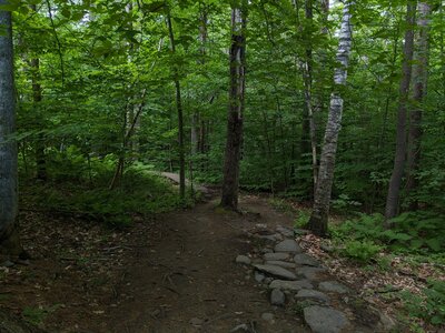 A small rock garden leading into the second bridge.