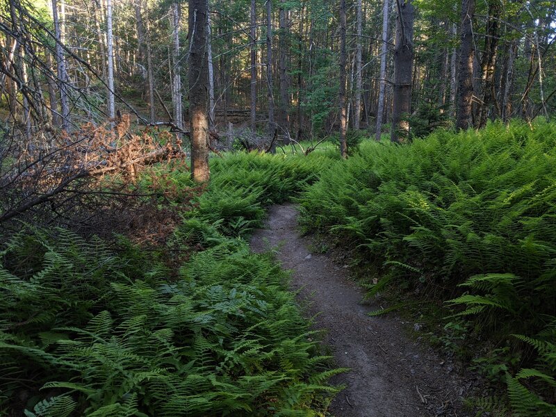 Wading through some ferns on Eagle Ridge.