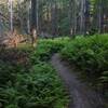 Wading through some ferns on Eagle Ridge.