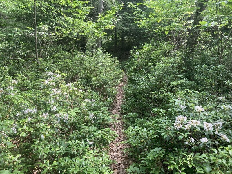 major part of the trail past Bruce Lake is overgrown with rhododendrons.