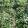 major part of the trail past Bruce Lake is overgrown with rhododendrons.