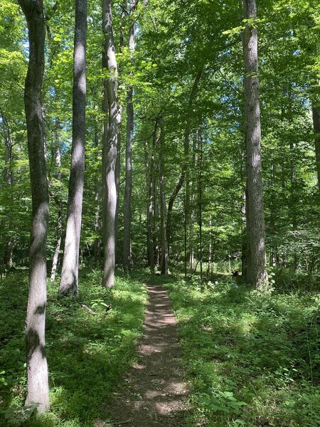 Approaching Hoyles Mill Rd.