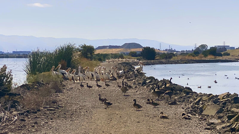 Weekend gathering of Pelicans, Geese and Ducks on the trail.