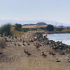 Weekend gathering of Pelicans, Geese and Ducks on the trail.