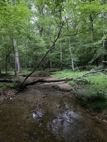 Cabin Branch Creek.