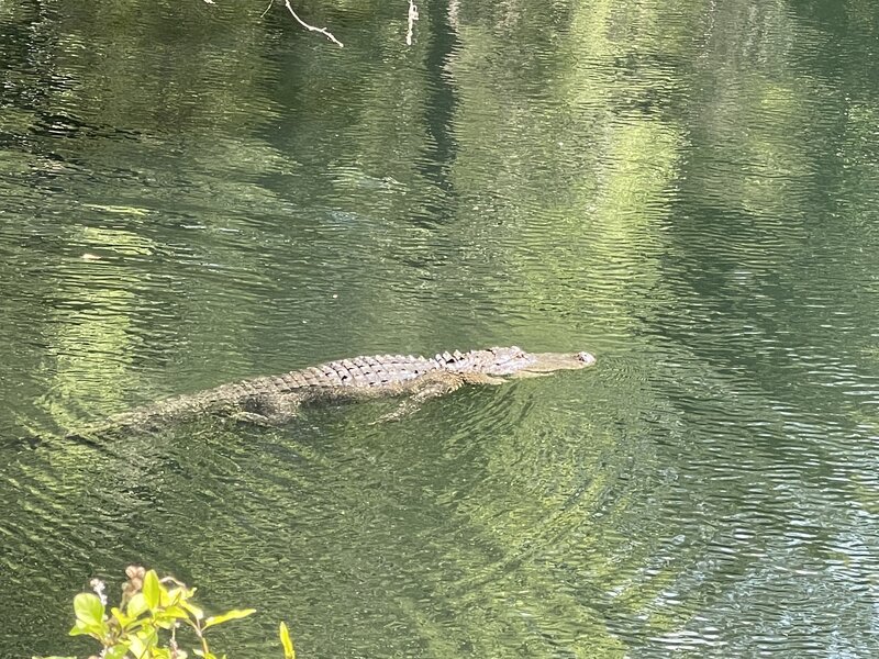 Gator at the sink hole at Flatwoods.