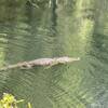 Gator at the sink hole at Flatwoods.