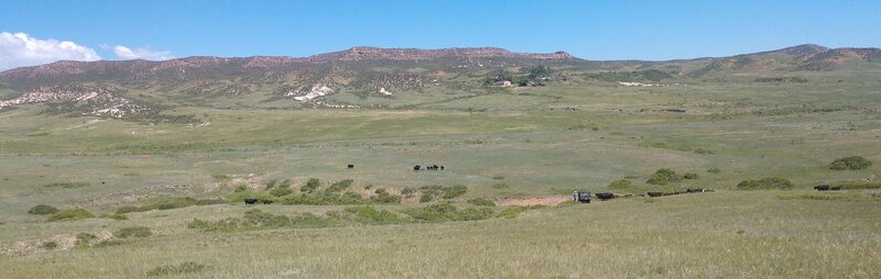 Cattle in the foreground, mountains behind them and then finally, the sky.