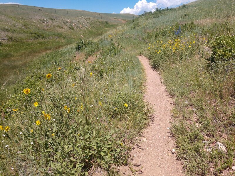 Wild flowers.