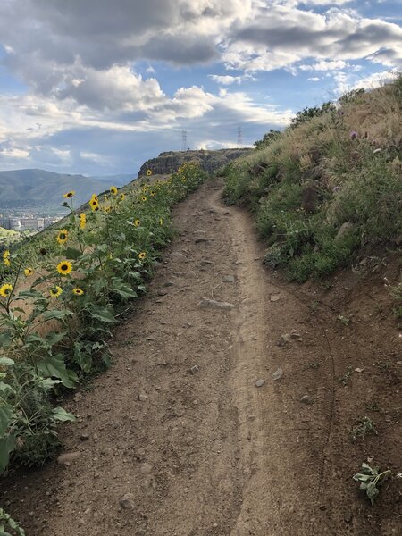 Wildflowers.