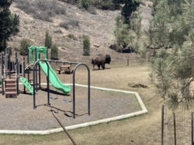 Buffalo in the playground.