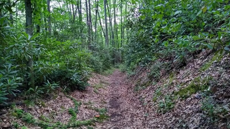 Lower section of Lum trail, before the climb.