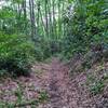 Lower section of Lum trail, before the climb.