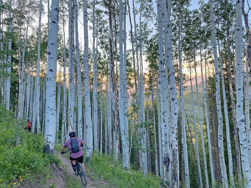 Descending through the aspens on Bear Ridge Trail.