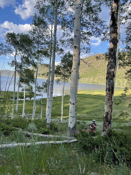 End of lake view in stand of aspens.