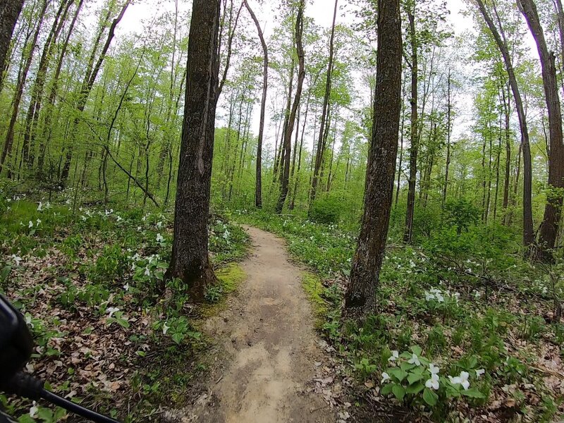 Lots of trilliums blooming along Iron Maidenhair trail in mid-May.